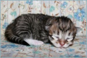 Female Siberian Kitten from Deedlebug Siberians